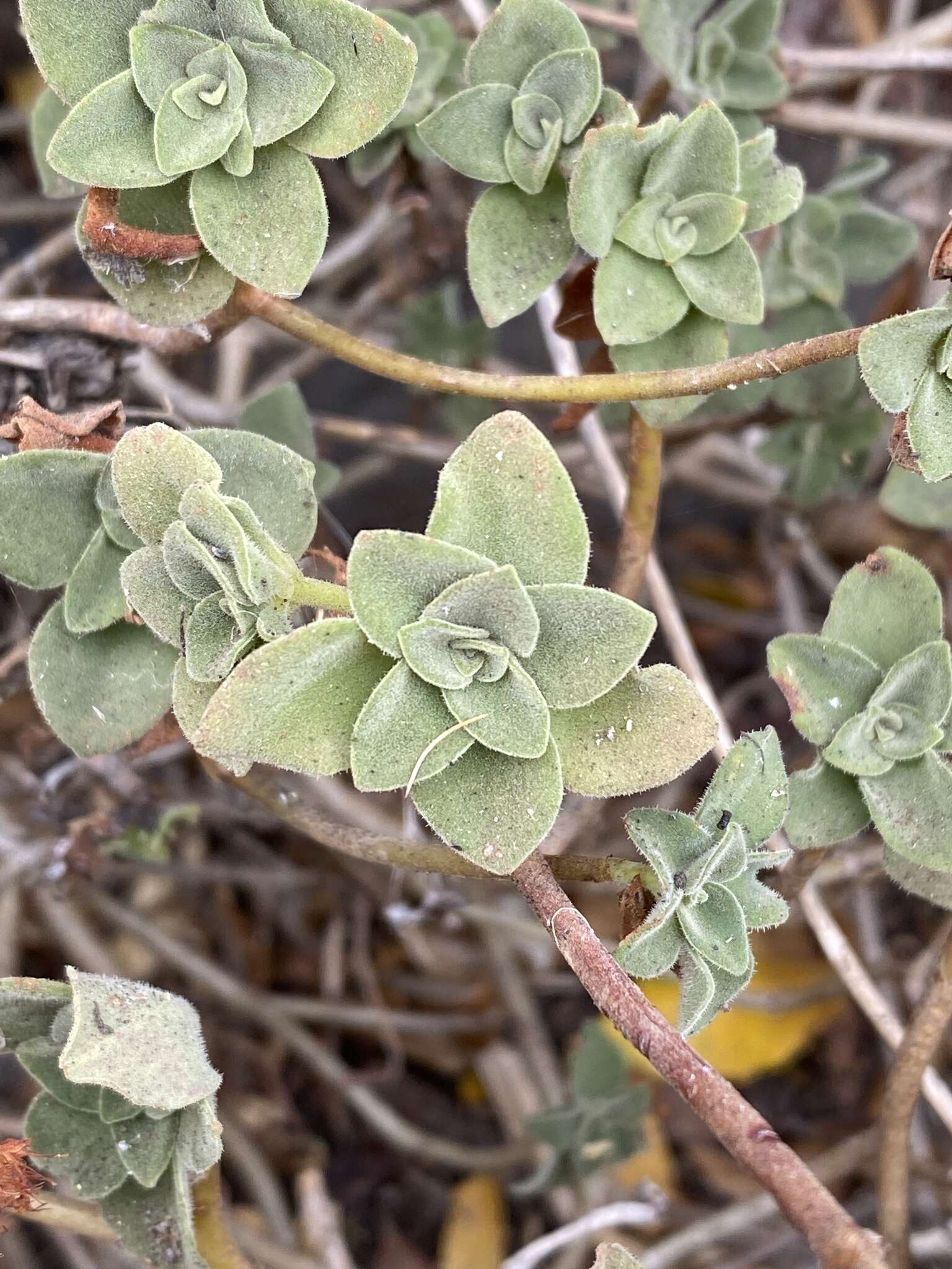 Image of Aeonium goochiae Webb. & Berth.