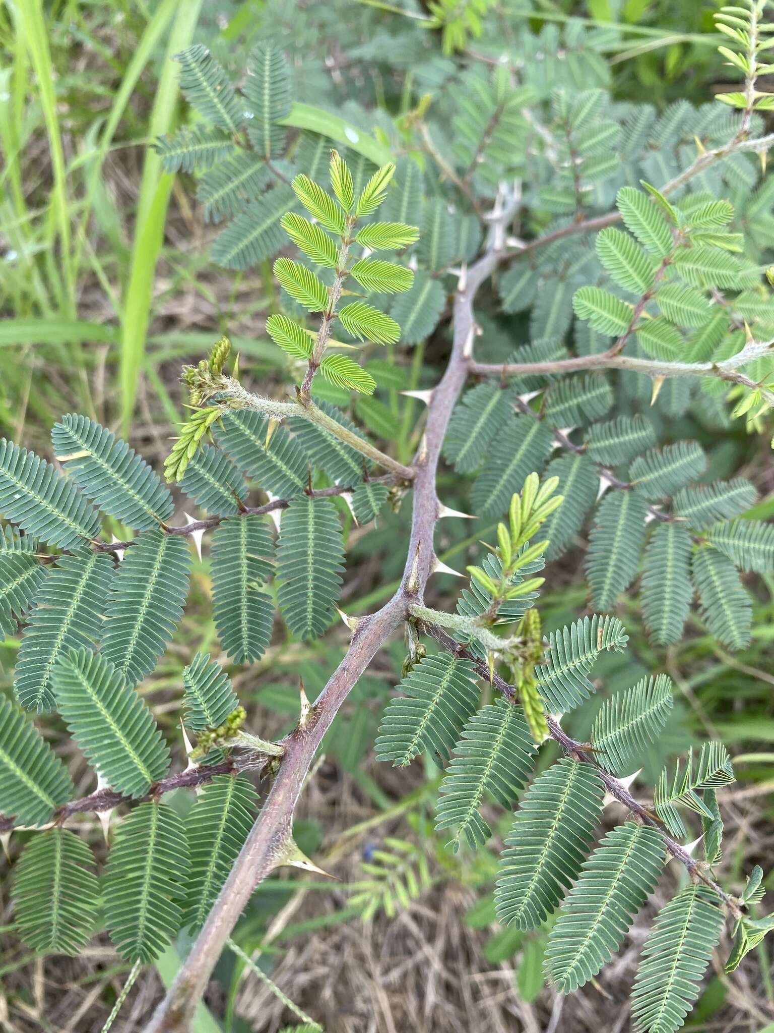 Mimosa asperata L. resmi