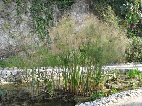 Sivun Cyperus alternifolius L. kuva