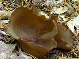 Image of Common Brown Cup