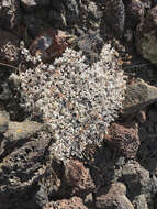 Image of Craters of the Moon cushion buckwheat