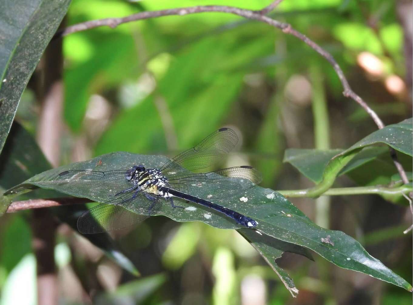 Imagem de Leptogomphus hongkongensis Asahina 1988