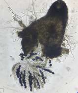 Image of Schizothecium miniglutinans (J. H. Mirza & Cain) N. Lundq. 1972