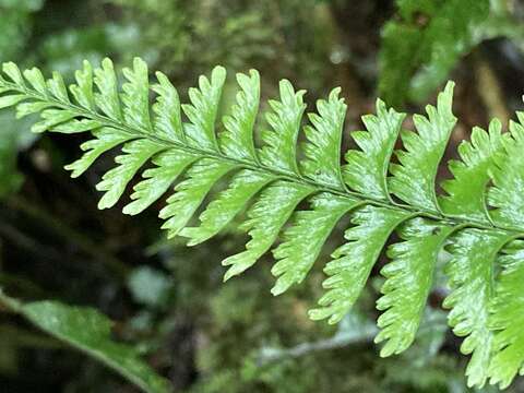 Image of Hymenasplenium cheilosorum (Kunze ex Mett.) Tag.