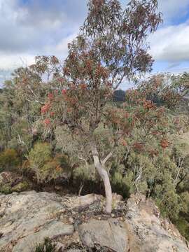 Слика од Corymbia trachyphloia (F. Müll.) K. D. Hill & L. A. S. Johnson