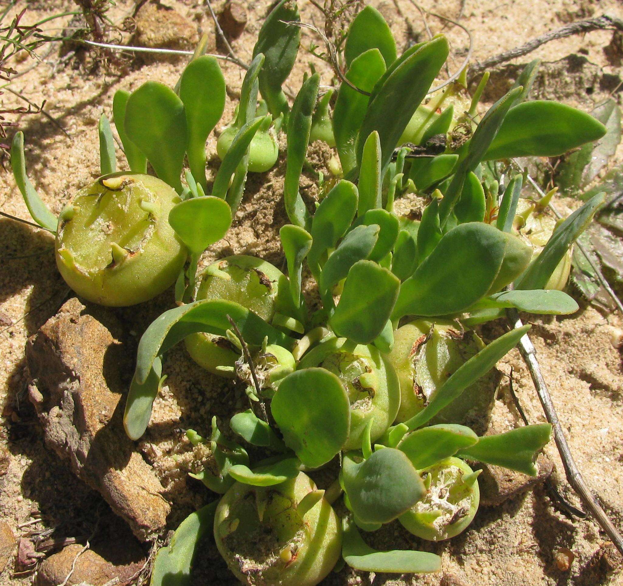 Image of Hymenogyne glabra subsp. glabra