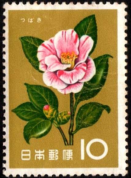 Image of camellia