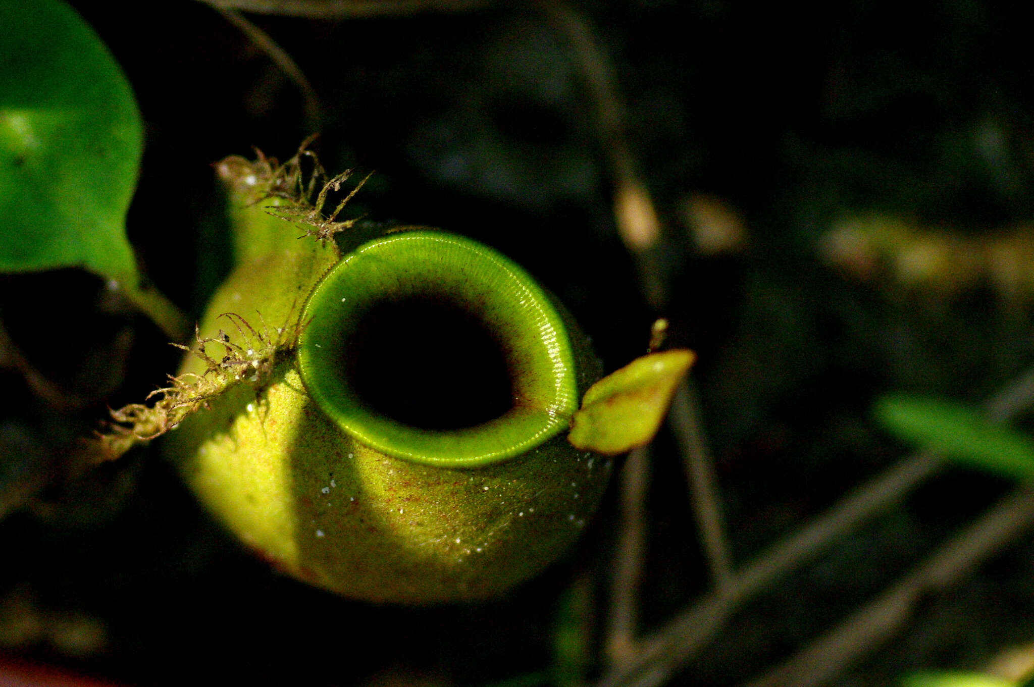 Image of Flask-Shaped Pitcher-Plant