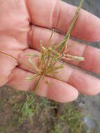 Image of Yellow Flat Sedge