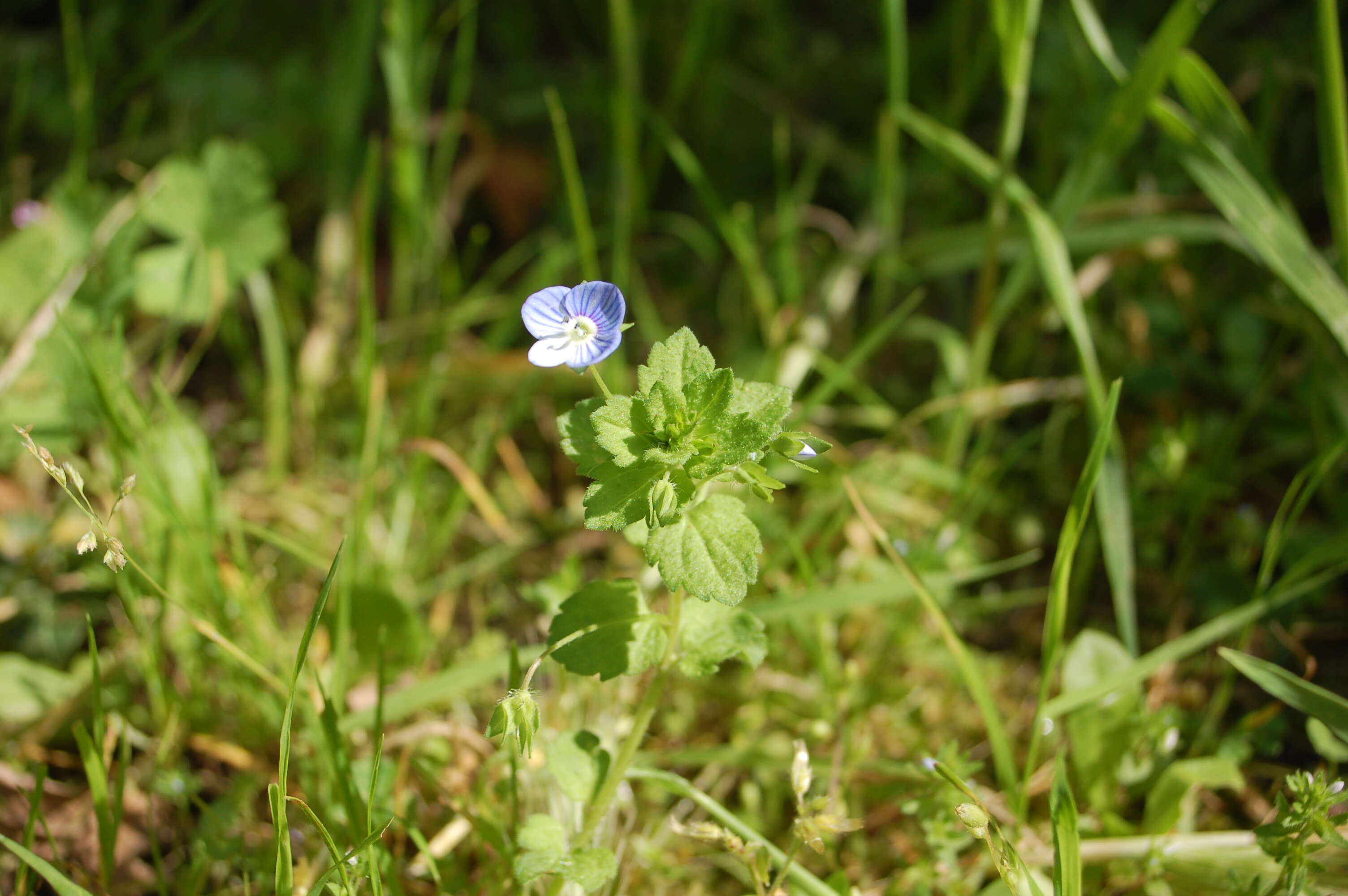 Image of birdeye speedwell