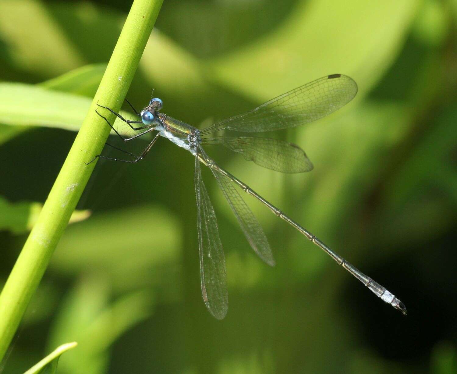 Image of Swamp Spreadwing