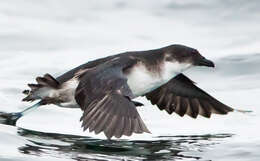 Image of Peruvian Diving Petrel