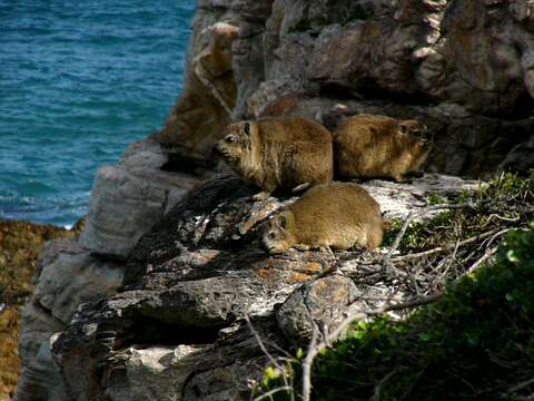 Image of Rock Hyrax