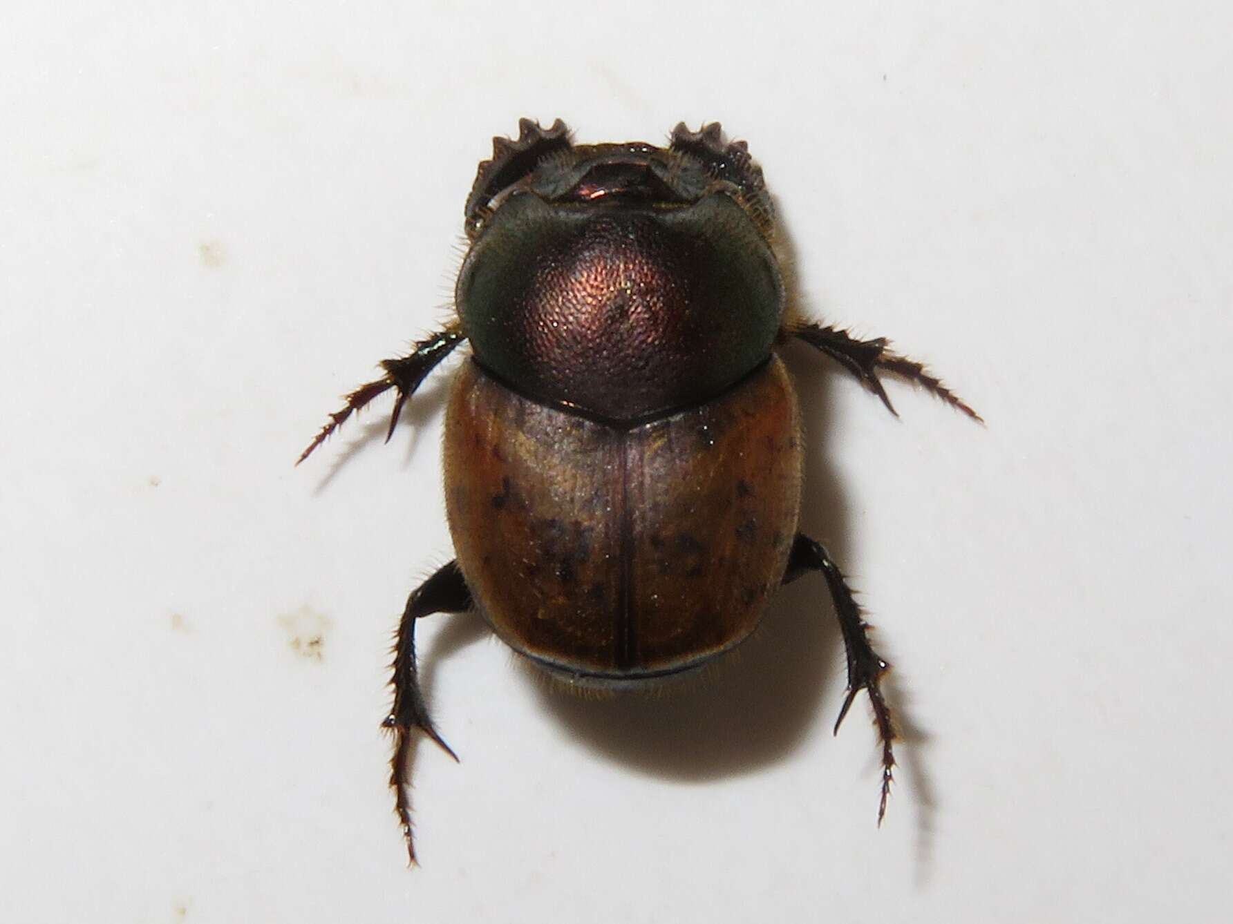 Слика од Onthophagus (Palaeonthophagus) coenobita (Herbst 1783)