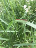 Image of Duckweed Firetail