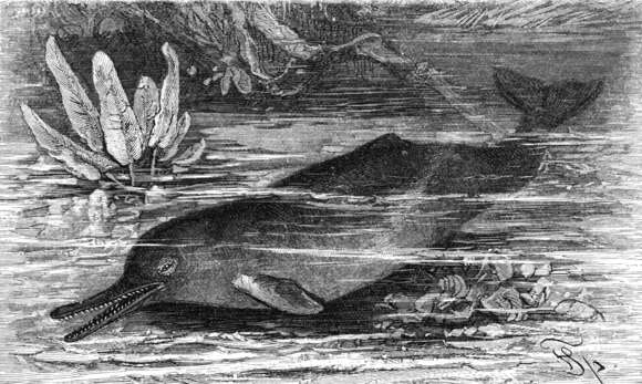 Image of Indian river dolphins