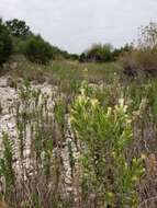 Image of leafy brickellbush