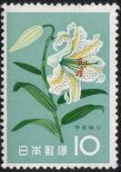 Lilium auratum Lindl. resmi