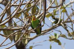 Image of Red-headed Lovebird