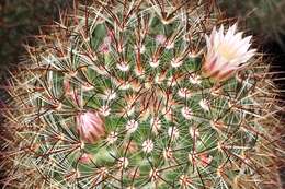 Image de Mammillaria discolor Haw.