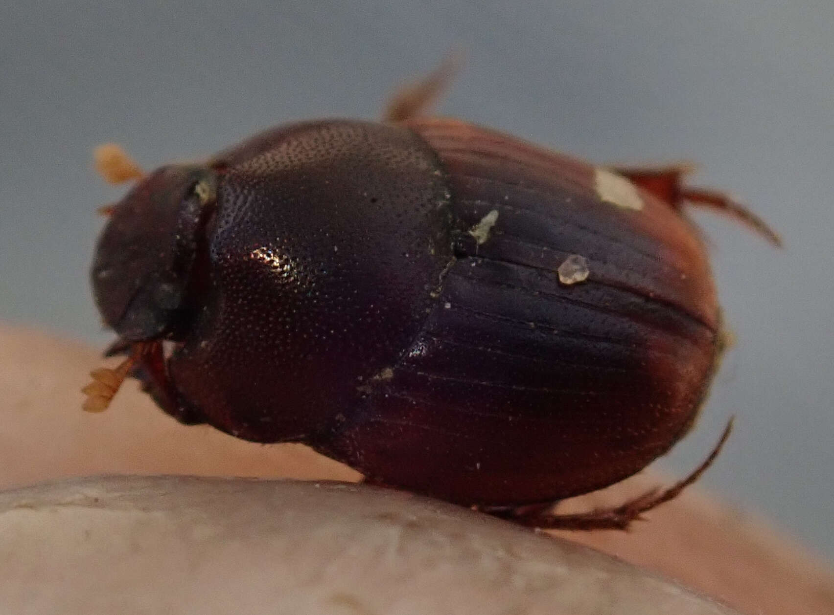 Image de Caccobius (Caccophilus) ferrugineus (Fahraeus 1857)