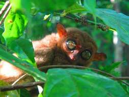 Image of Philippine tarsier