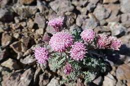 Image of <i>Chaenactis <i>douglasii</i></i> var. douglasii