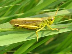 Imagem de Stethophyma gracile (Scudder & S. H. 1862)