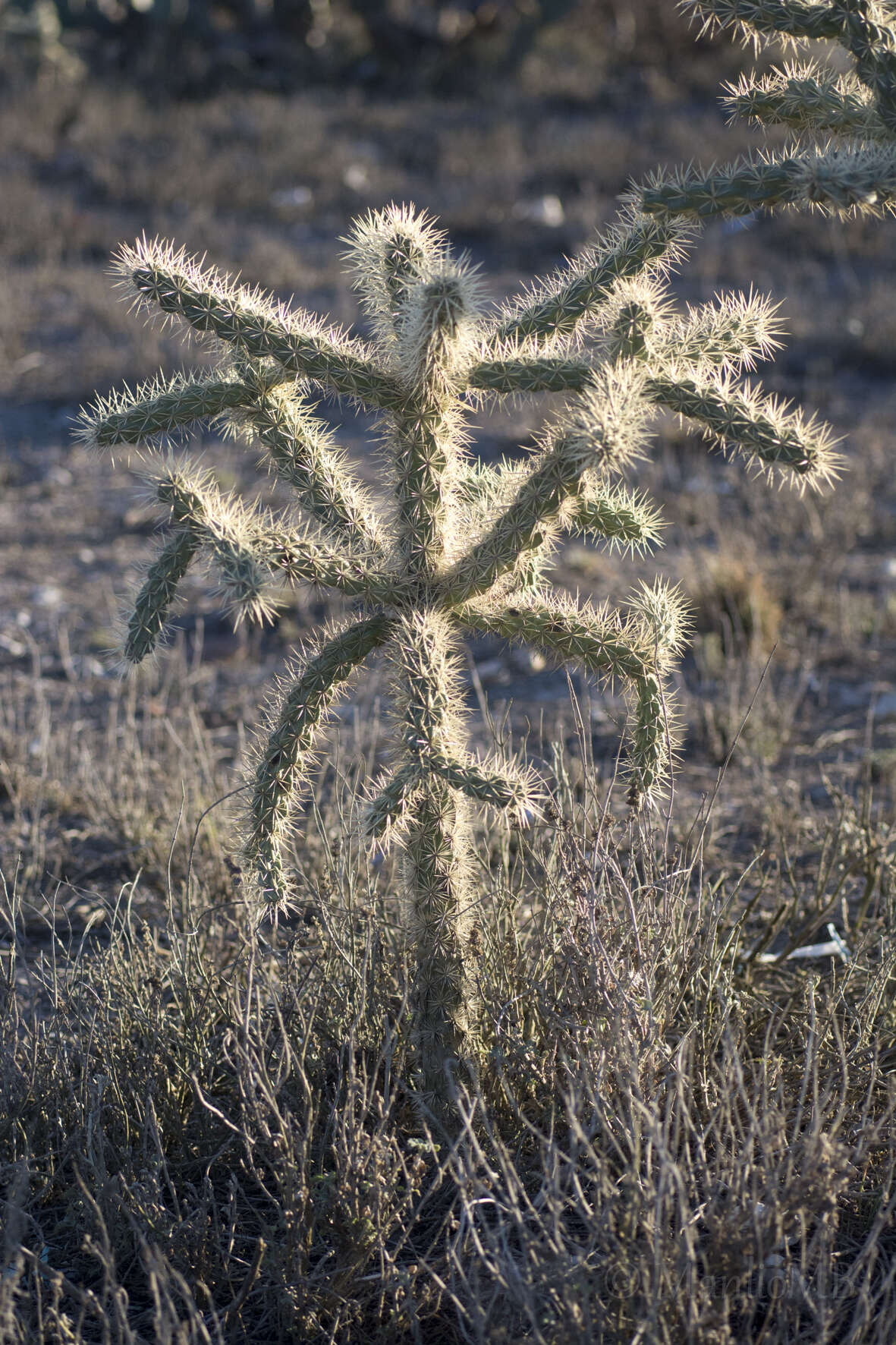 Image of tree cholla