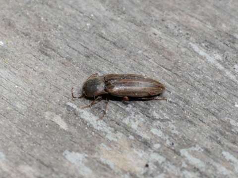 Image of Lined Click Beetle