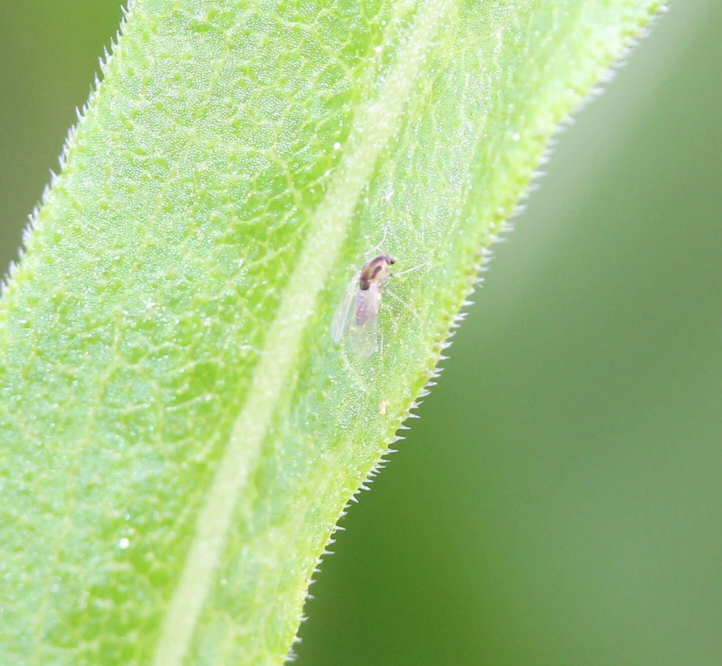 Image of Chironomidae