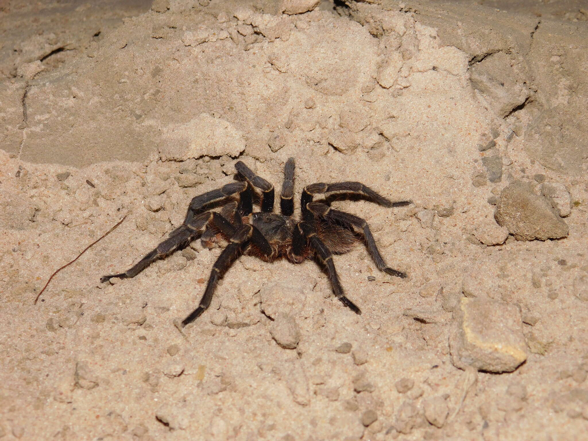 Image of Acanthoscurria cordubensis Thorell 1894