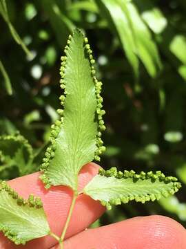 Image of Lygodium lanceolatum Desv.