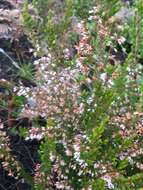 Image of Erica fuscescens (Klotzsch) E. G. H. Oliver