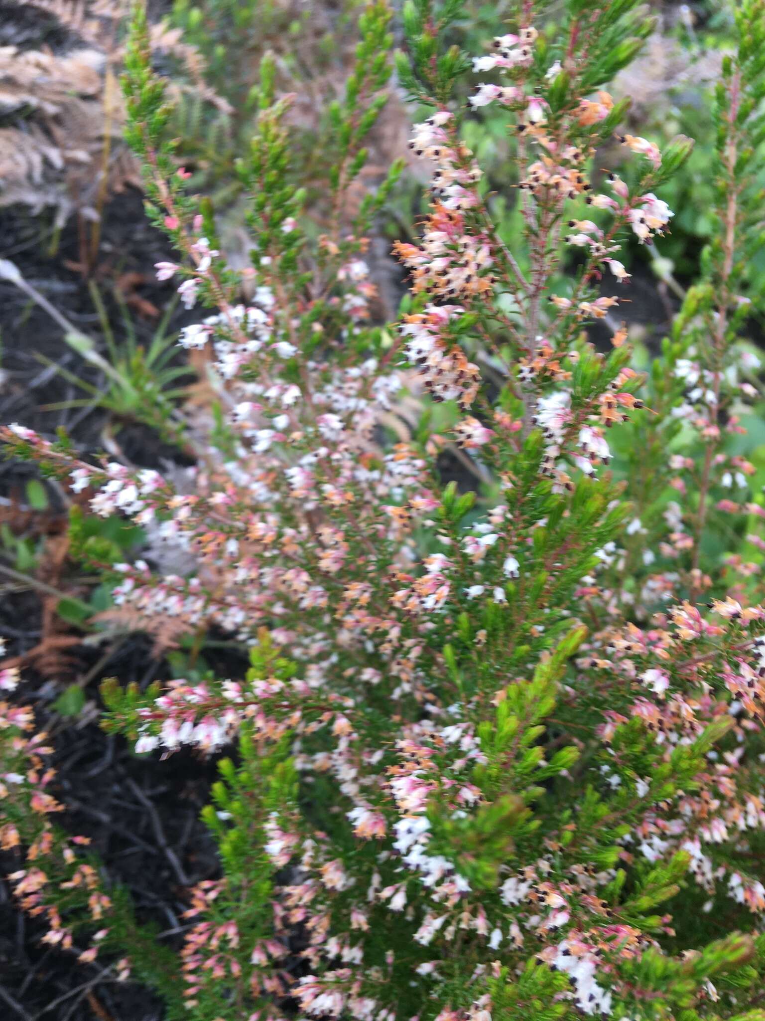 Image of Erica fuscescens (Klotzsch) E. G. H. Oliver