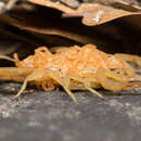 Image of Arizona Bark Scorpion