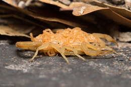 Image of Arizona Bark Scorpion