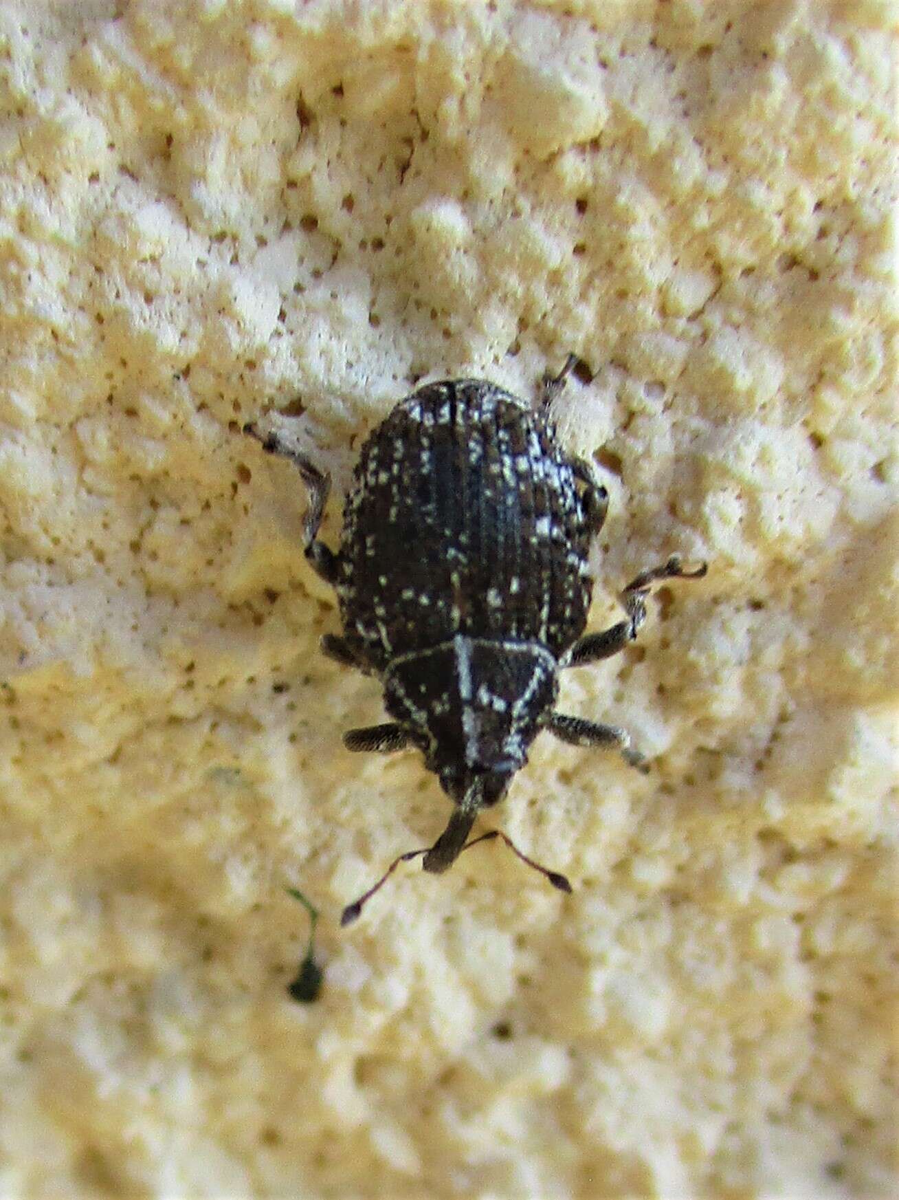 Image of Mogulonoides radula Colonnelli 1986