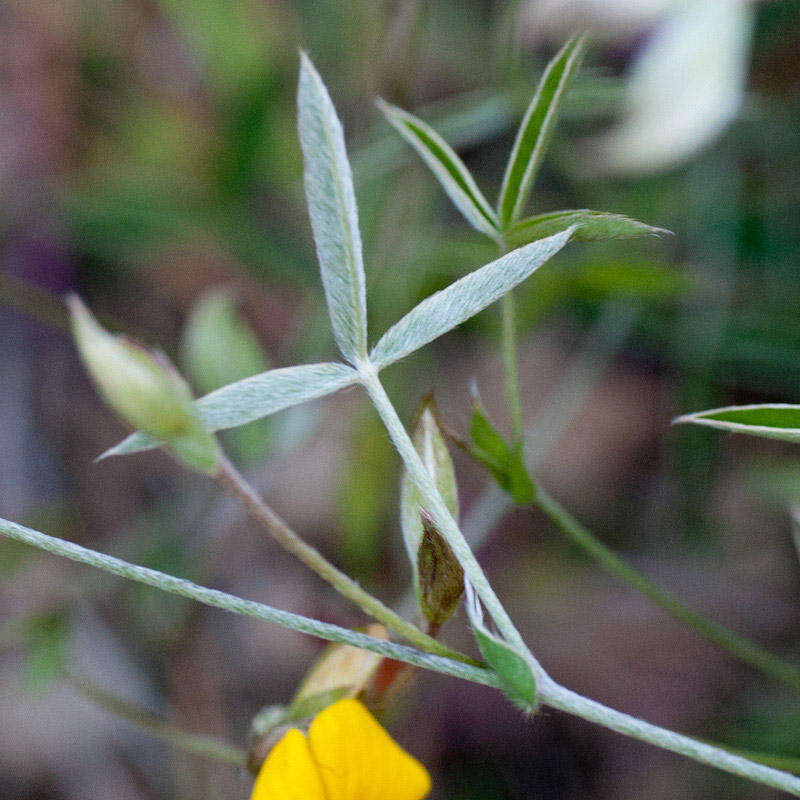 Image of Argyrolobium lunare subsp. sericeum