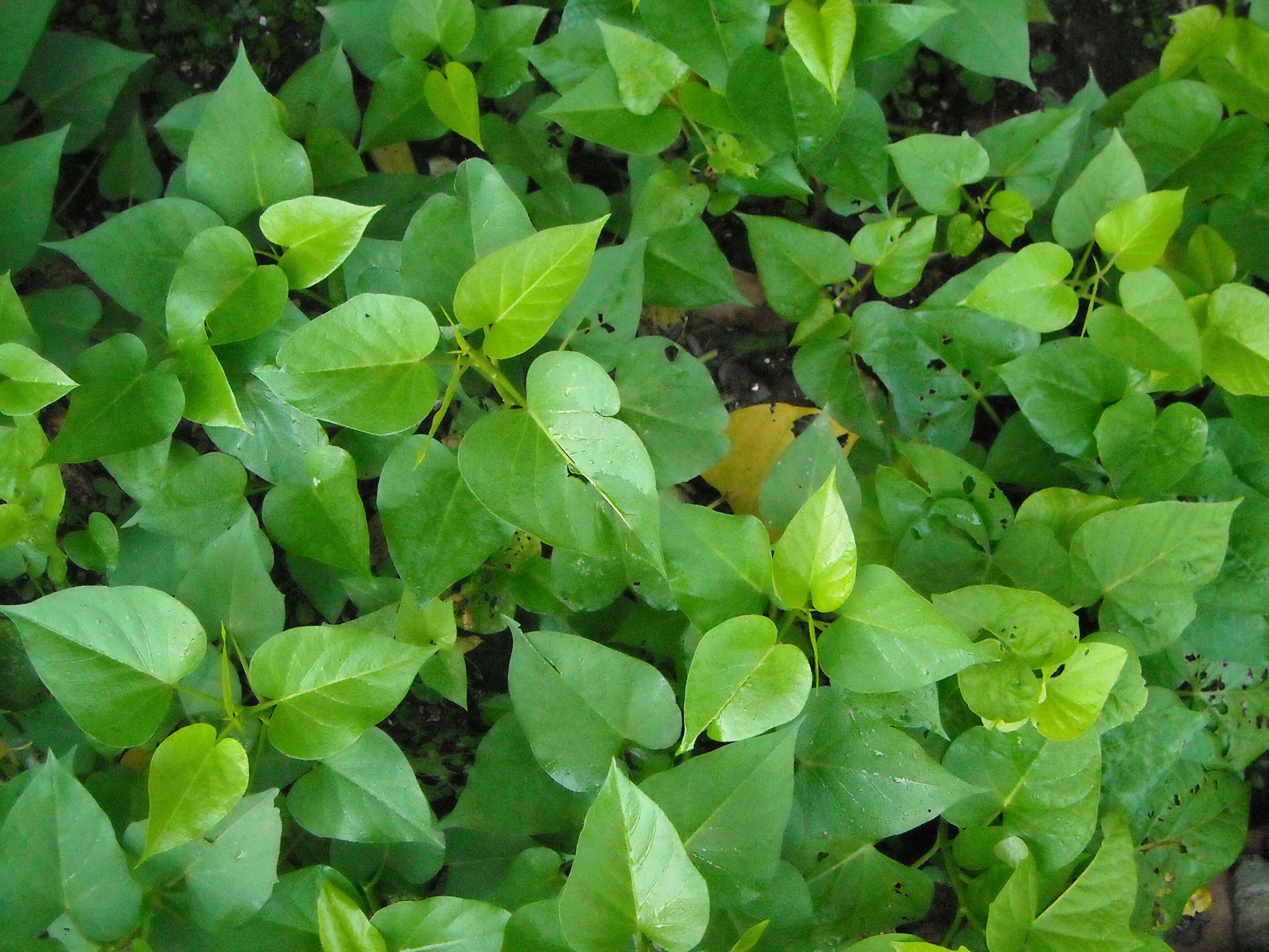 Image of sweet potato