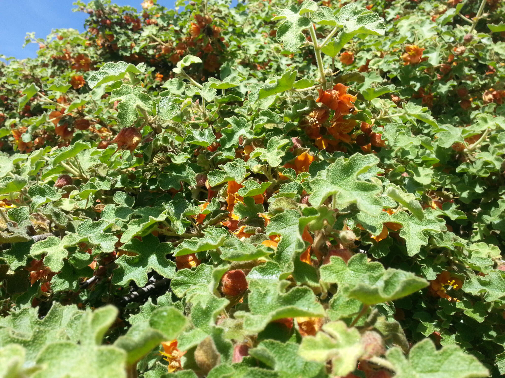 Image of Pine Hill flannelbush