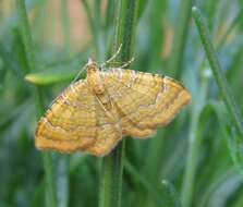 Image of Camptogramma bilineata