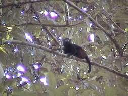 Image of brown-mantled tamarin