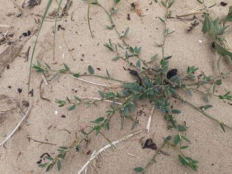 Слика од Polygonum oxyspermum subsp. raii (Bab.) D. A. Webb & Chater