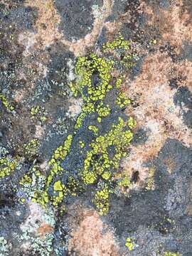 Image of cracked lichen