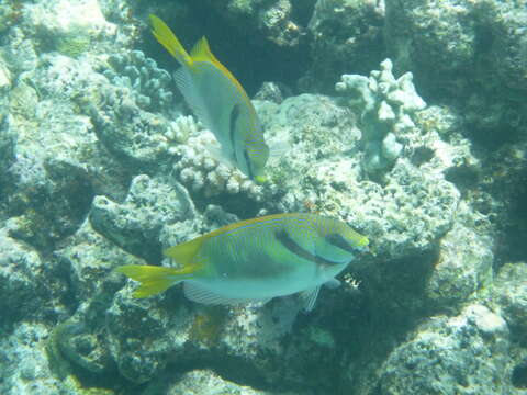 Image of Barred rabbitfish