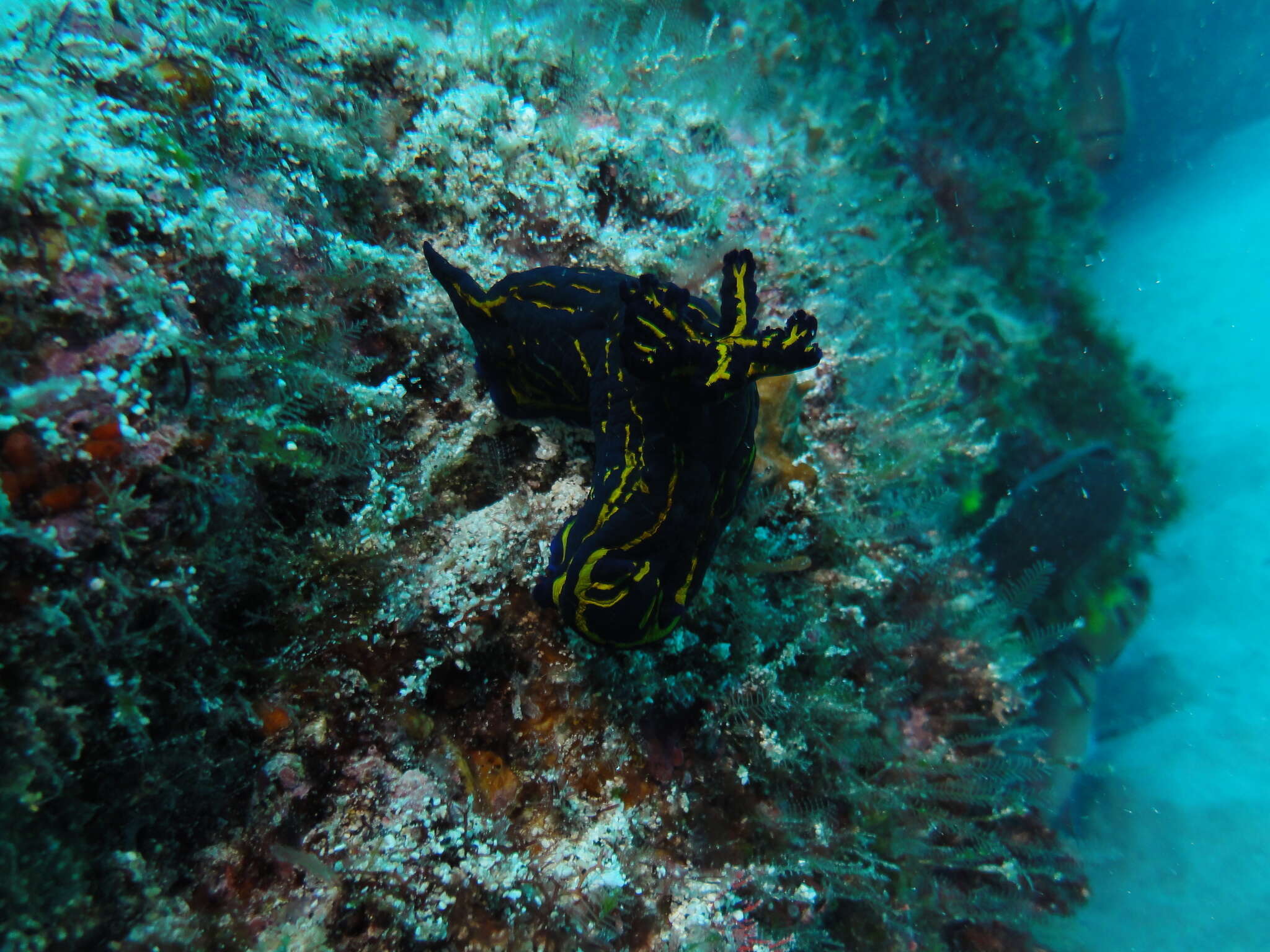 Image of Tyrannodoris caboverdensis (Pola, Cervera & Gosliner 2003)