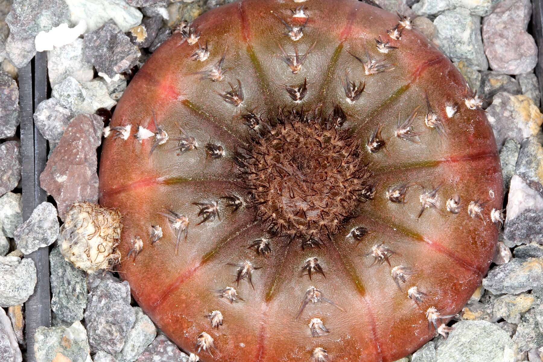 Image of Frailea castanea Backeb.