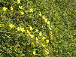 Image of Japanese jasmine