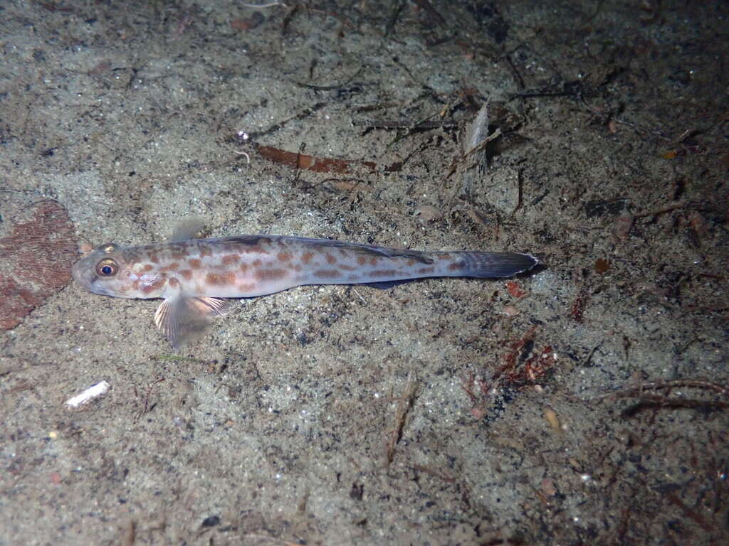Image of Bay goby